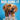 Dog-themed 18-month calendar cover for 2027 titled 'DOG-GONE-IT' with a close-up photo of a golden dog against a bright blue background and the text 'SNACK DETECTED. ENGAGING TURBO MODE.