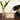 Vintage black rotary phone next to a vase with white tulips and a sign reading 'wine dog people' on a wooden surface.